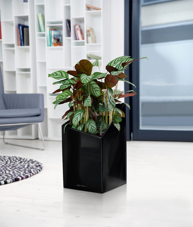 Фото из портфолио Кашпо напольное Lechuza CURSIVO – фотографии дизайна интерьеров на INMYROOM