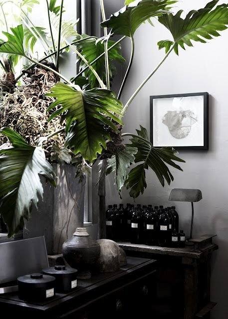 Фотография: Декор в стиле Прованс и Кантри, Малогабаритная квартира, Квартира, Флористика, Стиль жизни, Зимний сад – фото на INMYROOM Фотография: Декор в стиле Прованс и Кантри, Малогабаритная квартира, Квартира, Флористика, Стиль жизни, Зимний сад – фото на INMYROOM