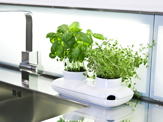 Фотография: Флористика в стиле , Декор интерьера, Дом – фото на INMYROOM