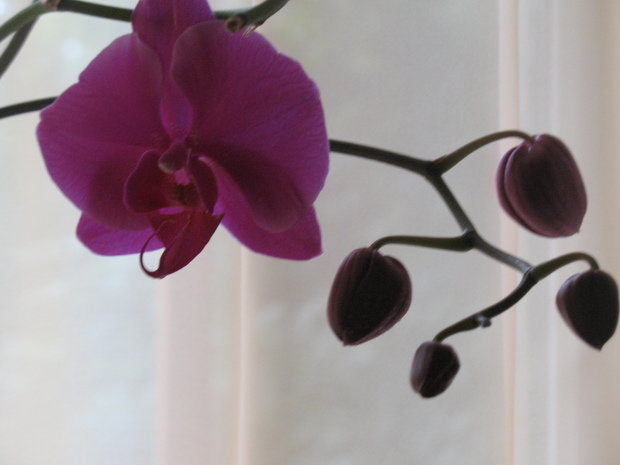 Фото из портфолио орхидеи для панно – фотографии дизайна интерьеров на INMYROOM