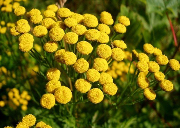 Фотография: Флористика в стиле , Советы, Дом и дача, как выбрать растения для сада, растения – фото на INMYROOM