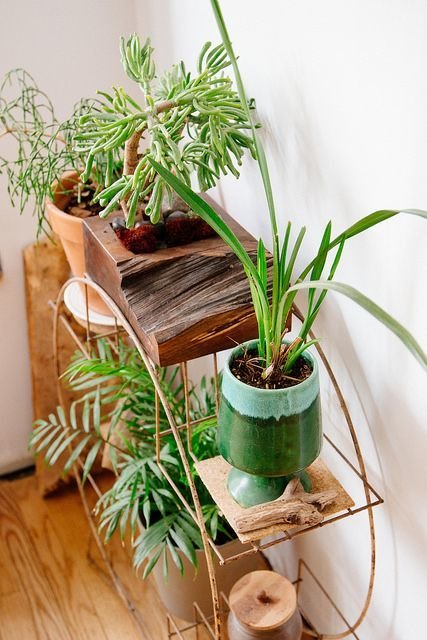 Фотография: Декор в стиле Скандинавский, Малогабаритная квартира, Квартира, Флористика, Стиль жизни, Зимний сад – фото на INMYROOM Фотография: Декор в стиле Скандинавский, Малогабаритная квартира, Квартира, Флористика, Стиль жизни, Зимний сад – фото на INMYROOM