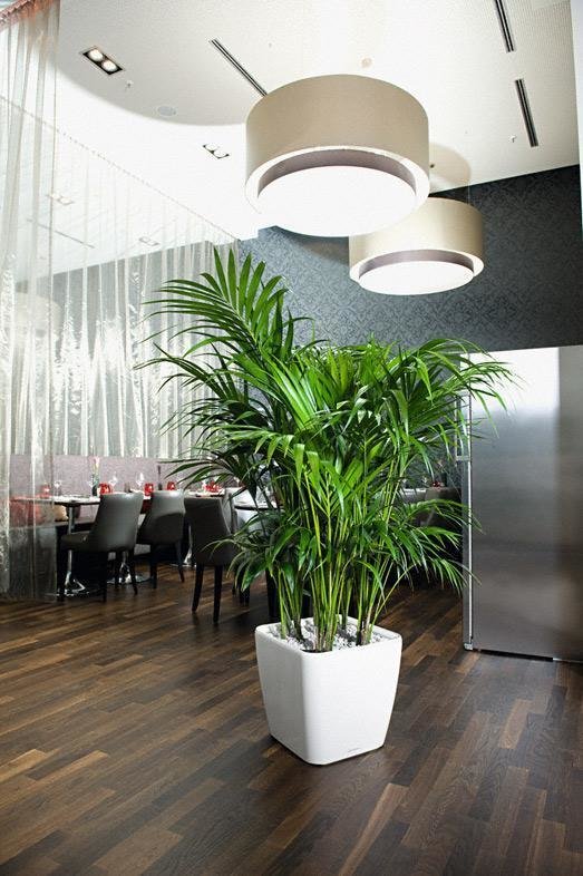 Фото из портфолио Кашпо LECHUZA (Лечуза) QUADRO LS – фотографии дизайна интерьеров на INMYROOM
