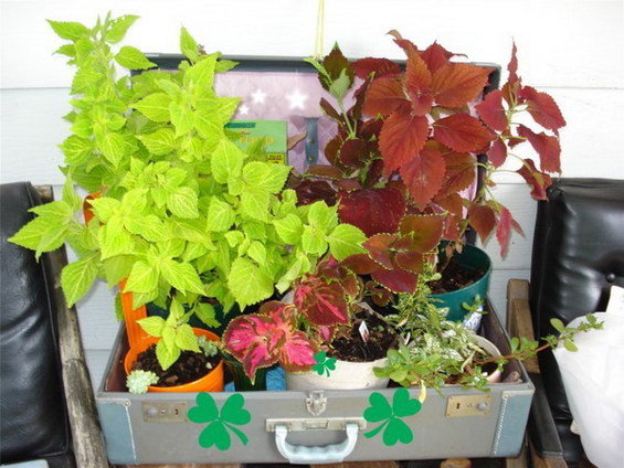 Фотография: Флористика в стиле , Декор интерьера, DIY – фото на INMYROOM