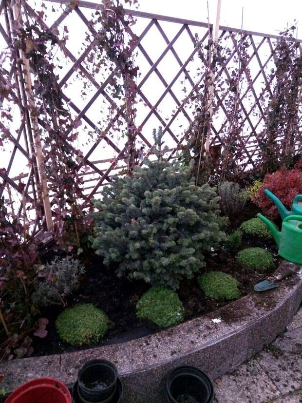 Фото из портфолио Ландшафтный дизайн приквартирного участка на Проспекте Мира – фотографии дизайна интерьеров на INMYROOM