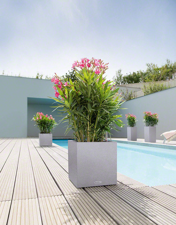 Фото из портфолио  Lechuza CANTO – фотографии дизайна интерьеров на INMYROOM