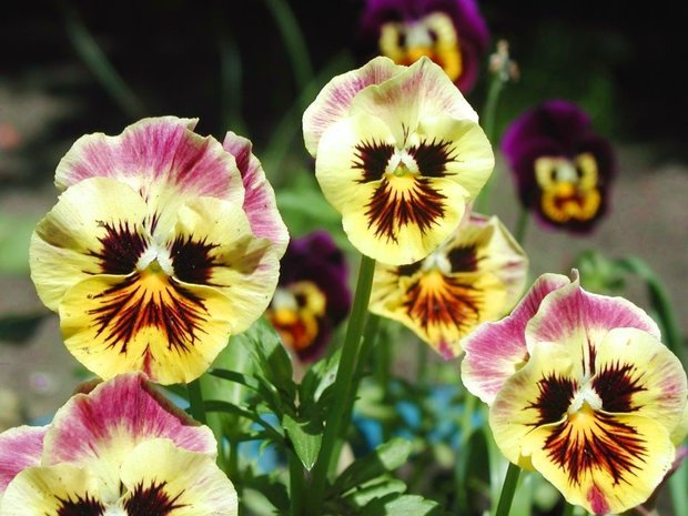 Фотография: Флористика в стиле , Декор интерьера, Дом, Стиль жизни, Цветы – фото на INMYROOM