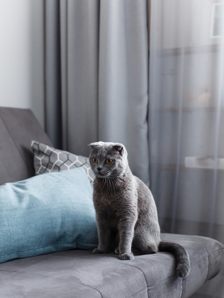 Фотография: Гостиная в стиле Скандинавский, Современный, Малогабаритная квартира, Квартира, Студия, Проект недели, Санкт-Петербург, до 40 метров, Светлана Куксова – фото на INMYROOM Фотография: Гостиная в стиле Скандинавский, Современный, Малогабаритная квартира, Квартира, Студия, Проект недели, Санкт-Петербург, до 40 метров, Светлана Куксова – фото на INMYROOM