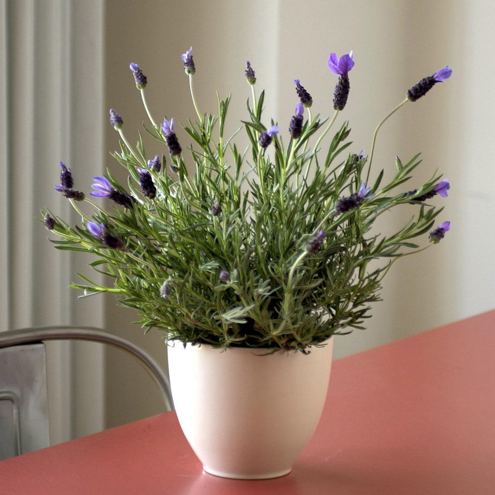 Фотография: в стиле , Флористика, Советы – фото на INMYROOM Фотография: в стиле , Флористика, Советы – фото на INMYROOM