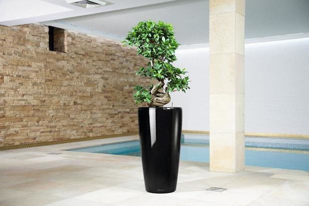 Фото из портфолио Кашпо для растений LECHUZA (Лечуза) RONDO (Рондо) – фотографии дизайна интерьеров на INMYROOM