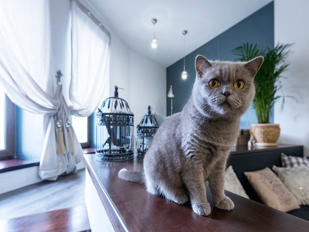 Фото из портфолио Квартира в г. Ростов-на-Дону – фотографии дизайна интерьеров на INMYROOM