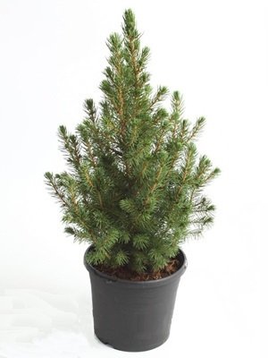 Фото из портфолио Новогодняя коллекция – фотографии дизайна интерьеров на INMYROOM