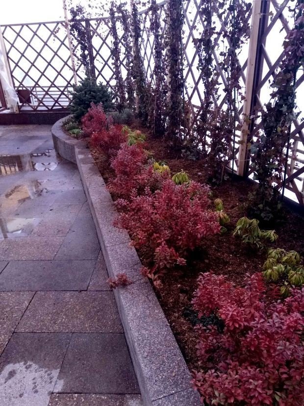 Фото из портфолио Ландшафтный дизайн приквартирного участка на Проспекте Мира – фотографии дизайна интерьеров на INMYROOM