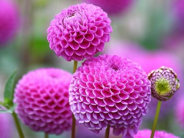 Фото из портфолио Ландшафтный дизайн – фотографии дизайна интерьеров на INMYROOM