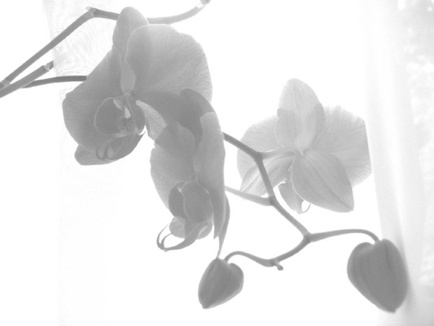 Фото из портфолио орхидеи для панно – фотографии дизайна интерьеров на InMyRoom.ru