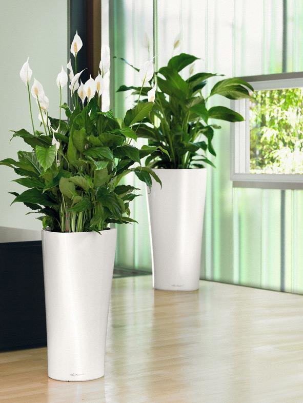 Фото из портфолио Кашпо для растений LECHUZA (Лечуза) DELTA 30 и 40 – фотографии дизайна интерьеров на INMYROOM