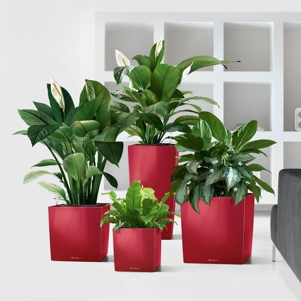 Фото из портфолио Напольное кашпо LECHUZA (Лечуза) CUBE – фотографии дизайна интерьеров на INMYROOM