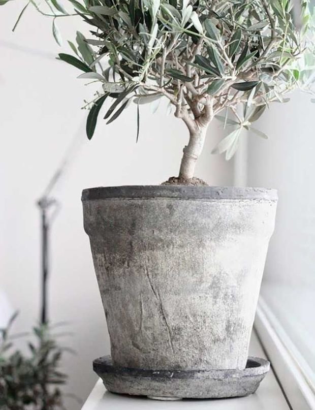 Фотография: Флористика в стиле Современный, Кухня и столовая, Gorenje, Советы, Гид – фото на INMYROOM