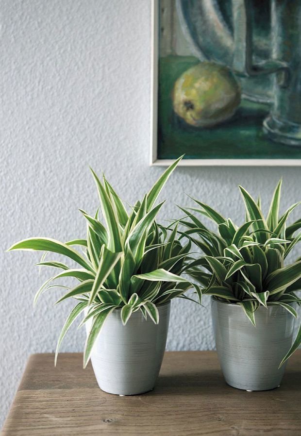 Фотография: Флористика в стиле , Декор интерьера, Советы, растения для ленивых, растения для интерьера – фото на INMYROOM