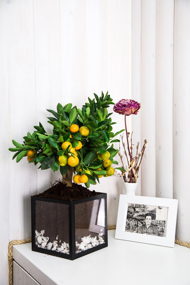 Фотография: Флористика в стиле , Декор интерьера, Советы, растения в интерьере, Vibe Life Technologies – фото на INMYROOM