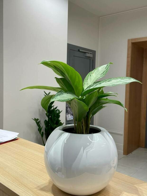 Фото из портфолио Клиника косметологии г. Санкт-Петербург – фотографии дизайна интерьеров на INMYROOM