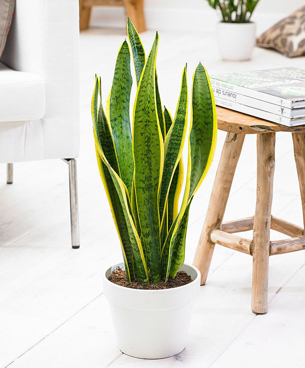 Фотография: Флористика в стиле Скандинавский, Декор интерьера, Советы, растения для ленивых, растения для интерьера – фото на INMYROOM