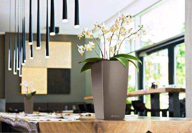 Фото из портфолио MAXI-CUBI и MINI-CUBI: цветочные горшки для растений от немецкого производителя LECHUZA – фотографии дизайна интерьеров на INMYROOM