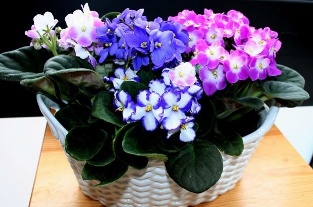 Фотография: Флористика в стиле ,  – фото на INMYROOM