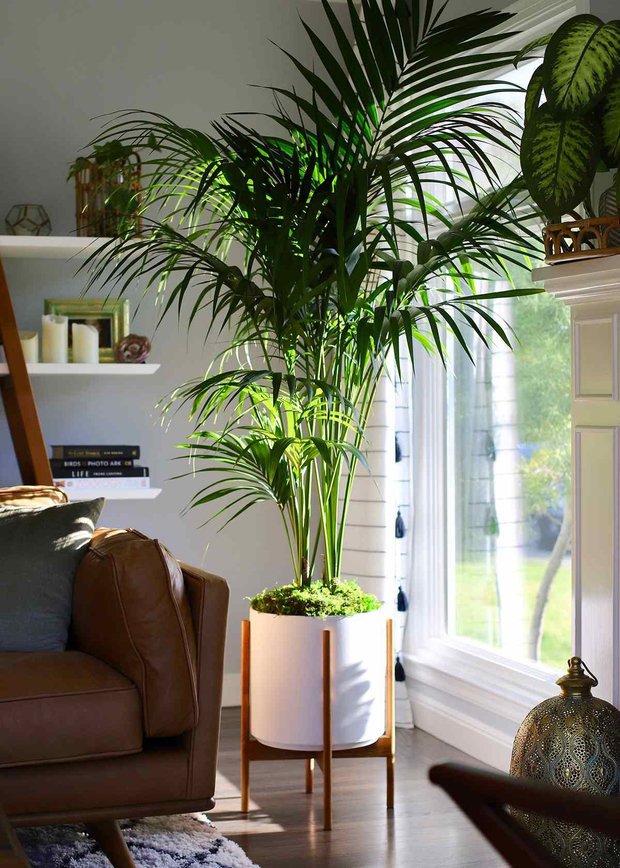 Фотография: Флористика в стиле , Декор и DIY, Кашпо, живые растения в интерьере, Как выбрать кашпо, Светлана Давыдова – фото на INMYROOM