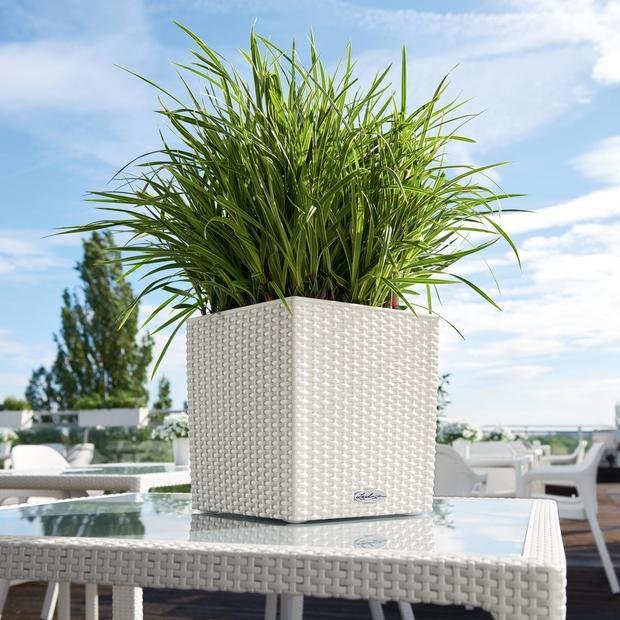 Фото из портфолио Кашпо с автополивом  LECHUZA CUBE Cottage – фотографии дизайна интерьеров на INMYROOM