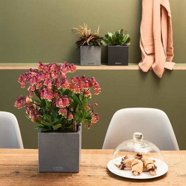 Фото из портфолио Кашпо с автополивом LECHUZA CANTO Color (официальный сайт) – фотографии дизайна интерьеров на INMYROOM