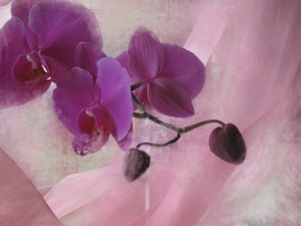 Фото из портфолио орхидеи для панно – фотографии дизайна интерьеров на InMyRoom.ru
