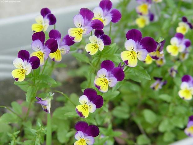 Фотография: Флористика в стиле , Декор интерьера, Дом, Стиль жизни, Цветы – фото на INMYROOM