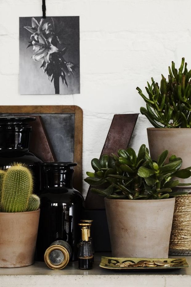 Фотография: Флористика в стиле , Малогабаритная квартира, Квартира, Стиль жизни, Зимний сад – фото на INMYROOM