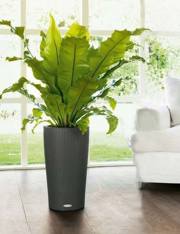 Фото из портфолио LECHUZA CILINDRO Color – фотографии дизайна интерьеров на INMYROOM