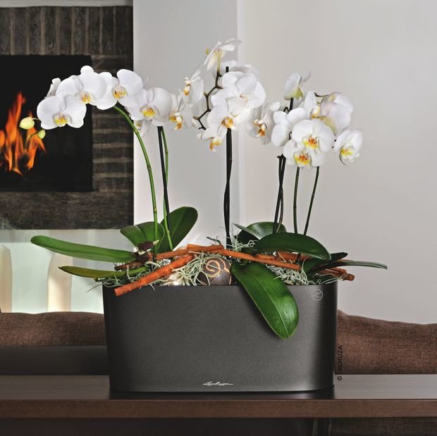 Фото из портфолио Кашпо LECHUZA DELTA 10 и 20 – фотографии дизайна интерьеров на INMYROOM