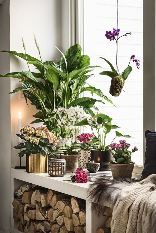 Фотография: Флористика в стиле , Декор интерьера, Советы, Марина Лаптева – фото на INMYROOM