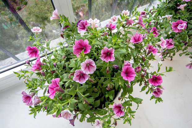 Фотография: Флористика в стиле , Гостиная, Декор интерьера, Интерьер комнат, Тема месяца – фото на INMYROOM