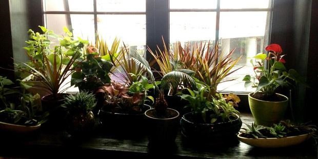 Фото из портфолио Композиции из растений – фотографии дизайна интерьеров на INMYROOM