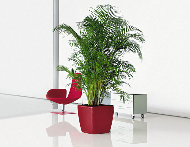 Фото из портфолио Кашпо LECHUZA (Лечуза) QUADRO LS – фотографии дизайна интерьеров на INMYROOM