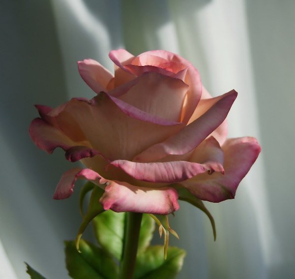 Фото из портфолио Цветы из холодного фарфора – фотографии дизайна интерьеров на INMYROOM