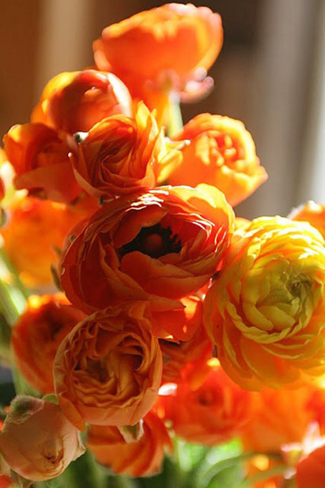 Фотография: Флористика в стиле , Декор интерьера, Декор дома, Декор свадьбы, Цветы, Свадебный декор – фото на INMYROOM Фотография: Флористика в стиле , Декор интерьера, Декор дома, Декор свадьбы, Цветы, Свадебный декор – фото на INMYROOM