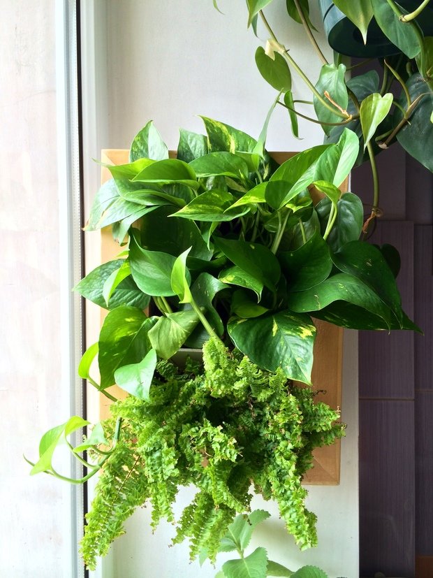 Фото из портфолио Живые стены и картины – фотографии дизайна интерьеров на INMYROOM