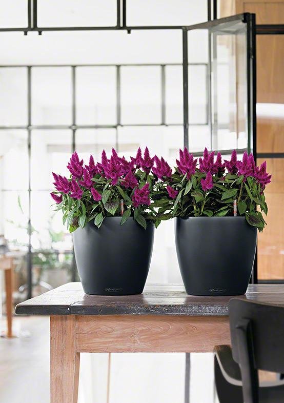 Фото из портфолио Кашпо CLASSICO Color – фотографии дизайна интерьеров на INMYROOM