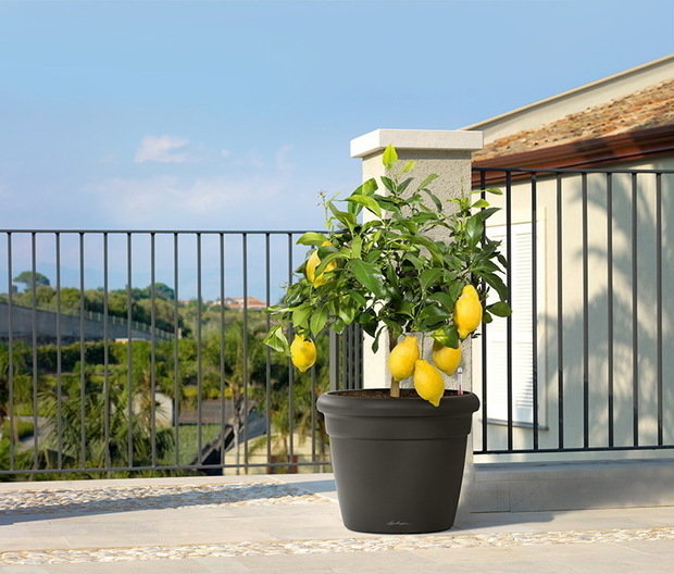 Фото из портфолио RUSTICO Color кашпо с автополивом – фотографии дизайна интерьеров на INMYROOM