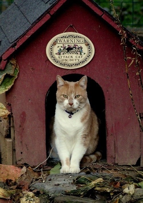 Фотография: в стиле Прованс и Кантри, Современный, Стиль жизни, Советы – фото на INMYROOM Фотография: в стиле Прованс и Кантри, Современный, Стиль жизни, Советы – фото на INMYROOM