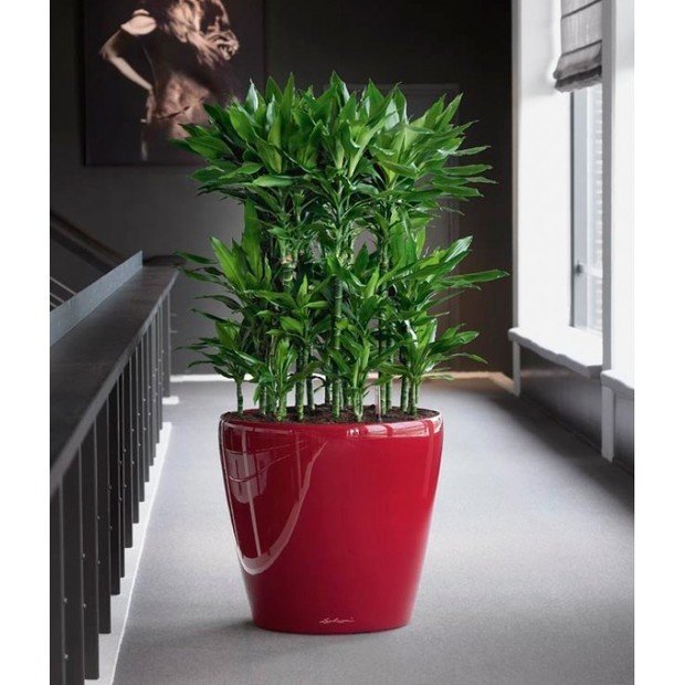 Фото из портфолио Кашпо с автополивом LECHUZA CLASSICO LS – фотографии дизайна интерьеров на INMYROOM