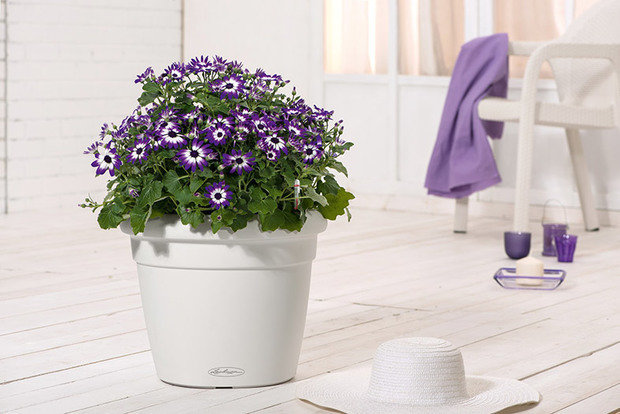 Фото из портфолио RUSTICO Color кашпо с автополивом – фотографии дизайна интерьеров на INMYROOM