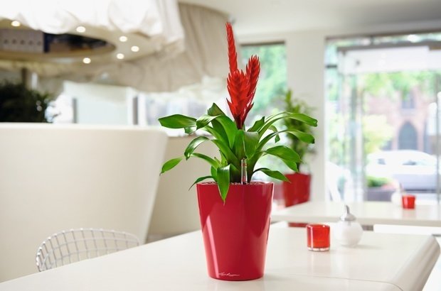Фото из портфолио Кашпо с автополивом DELTINI и MINI-DELTINI – фотографии дизайна интерьеров на INMYROOM