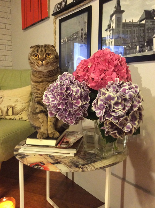 Фотография: Флористика в стиле ,  – фото на INMYROOM